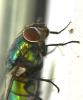 Lucilia ampullacea